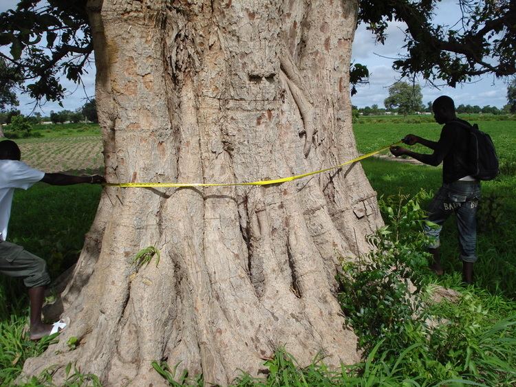 Ficus glumosa wwwwestafricanplantssenckenbergdeimagespictur