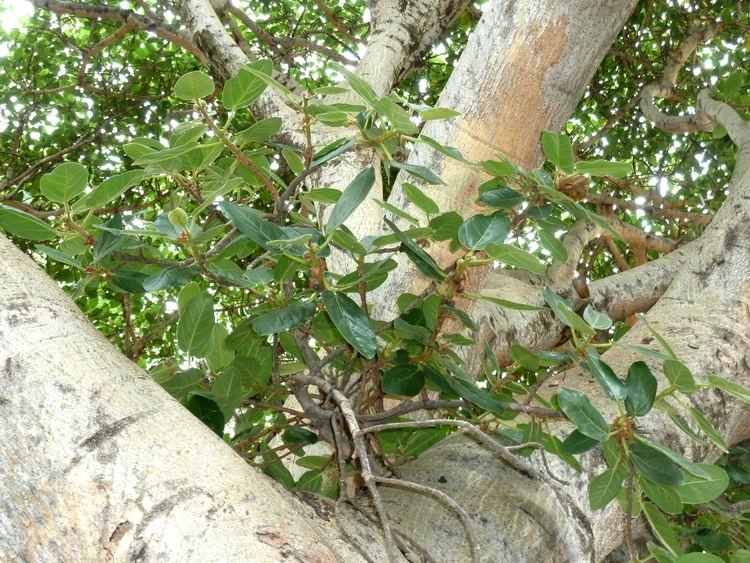 Ficus glumosa FileFicus glumosa loof en vrugte c Tuksjpg Wikimedia Commons