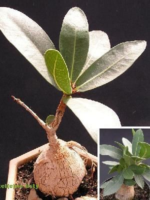 Ficus ilicina CAUDICIFORM Ficus ilicina