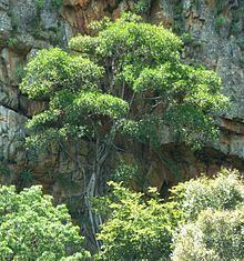 Ficus ingens httpsuploadwikimediaorgwikipediacommonsthu
