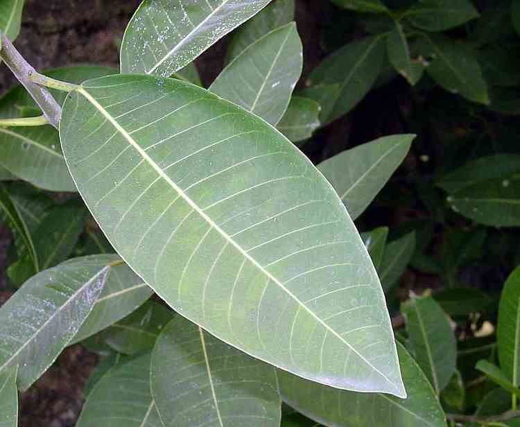 Ficus insipida Alamos Trees Ficus insipida