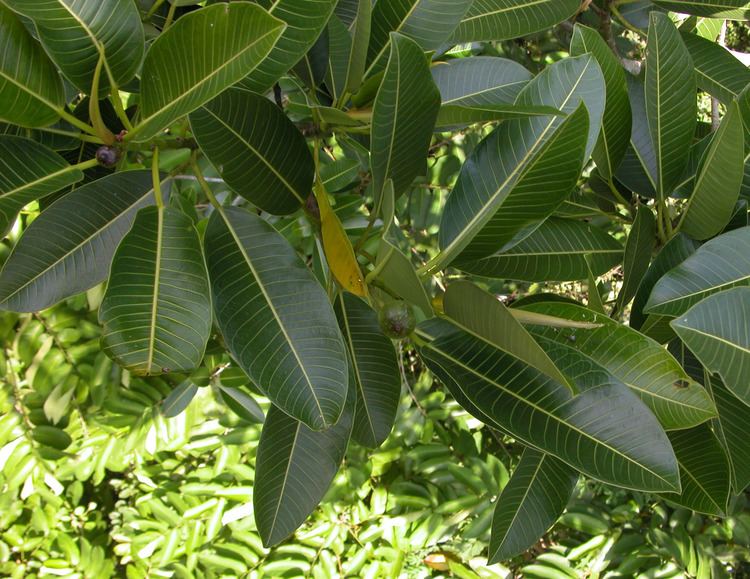 Ficus insipida Smithsonian Tropical Research InstituteFicus insipida