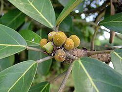 Ficus lutea httpsuploadwikimediaorgwikipediacommonsthu