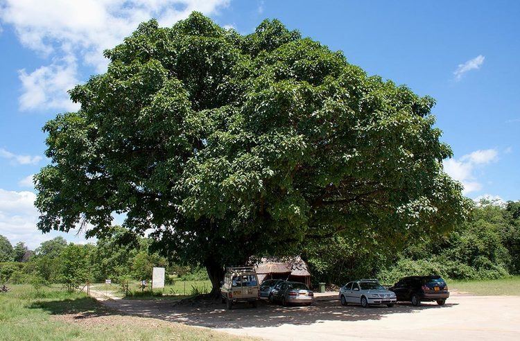 Ficus lutea Flora of Zimbabwe Cultivated species information individual