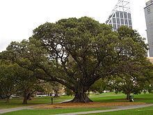 Ficus macrophylla httpsuploadwikimediaorgwikipediacommonsthu