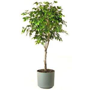 Ficus maxima Ficus Maxima