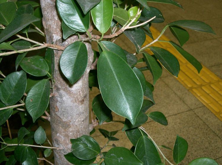 Ficus microcarpa Ficus microcarpa Growing Bonsai Your guide towards growing