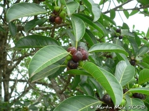 Ficus monckii tropicalthefernsinfoplantimagessized90902f5