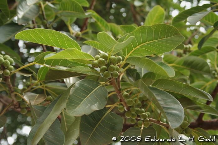 Ficus monckii Flora Digital do Rio Grande do Sul e de Santa Catarina Ficus