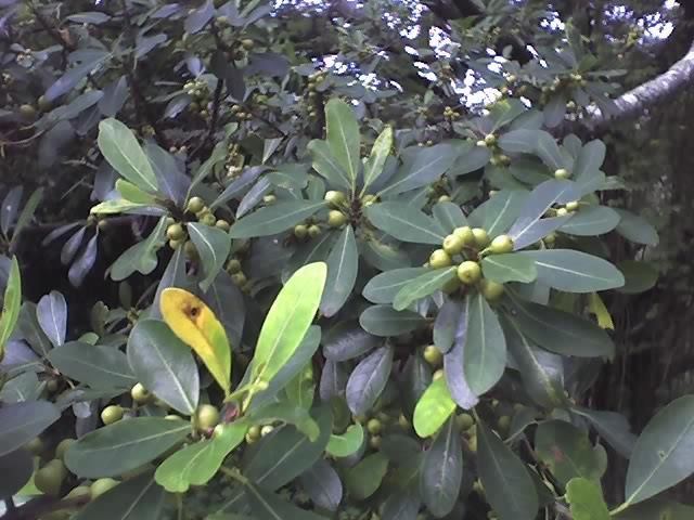 Ficus natalensis httpsuploadwikimediaorgwikipediacommons00