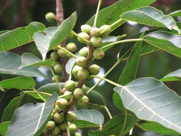 Ficus nota Ficus nota Blanco Merr tibig