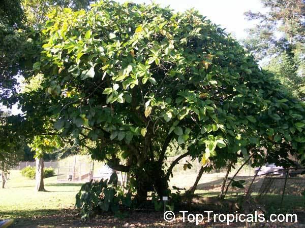 Ficus nota Ficus nota Tibig TopTropicalscom