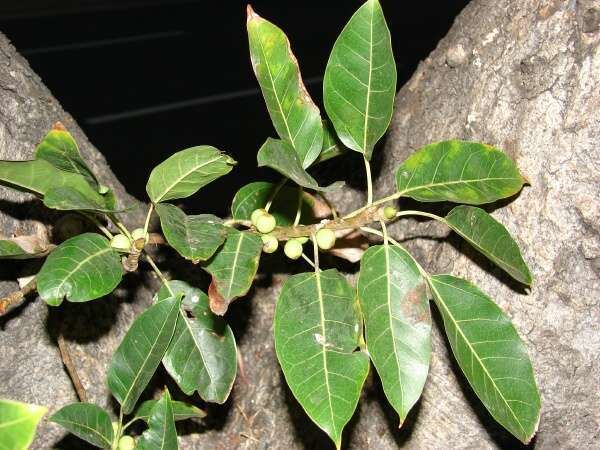 Ficus nota Ficus nota Blanco Merr tibig