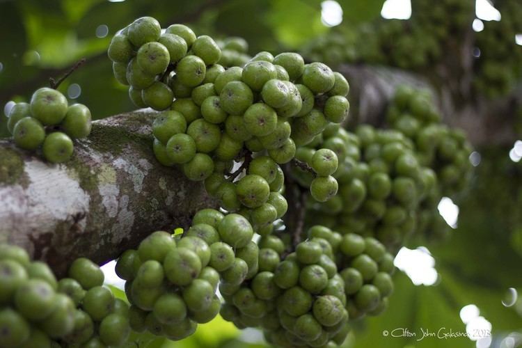 Ficus nota Tibig Fruits Ficus Nota CreativePxels