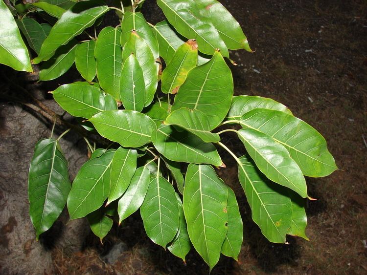 Ficus nota FileStarr 0707277673 Ficus notajpg Wikimedia Commons