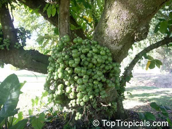 Ficus nota httpstoptropicalscompicsgarden05222547jpg