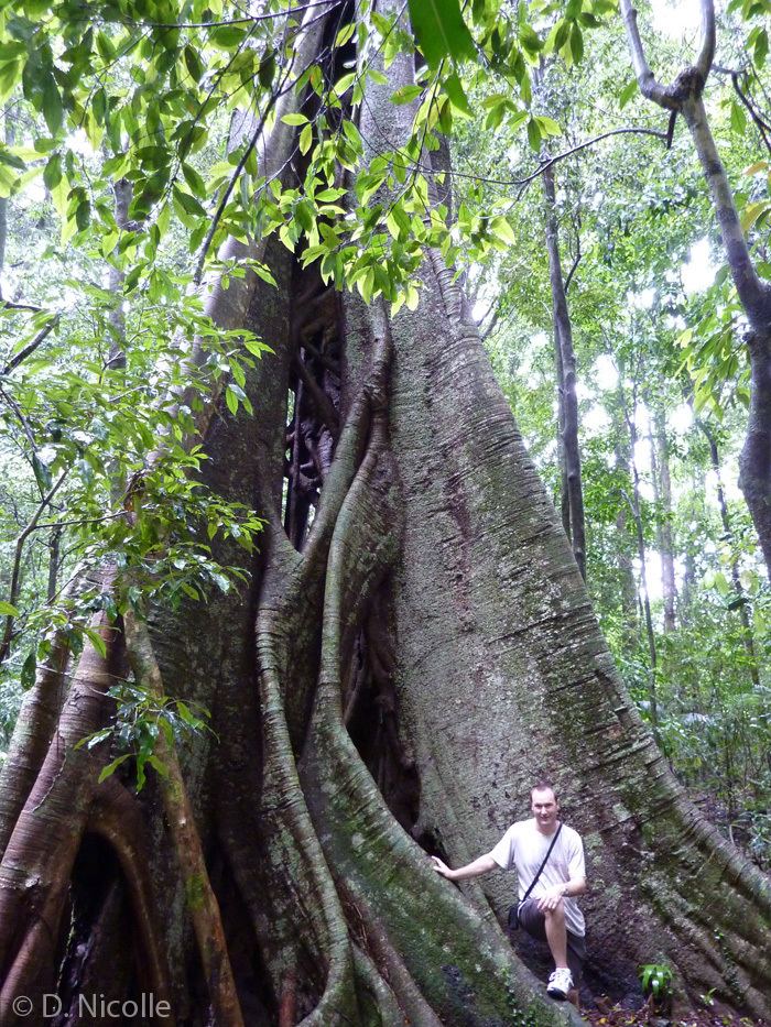 Ficus obliqua Ficus obliqua Melany