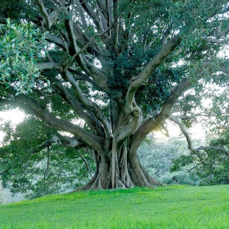 Ficus obliqua Australian Seed FICUS obliqua