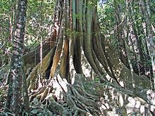 Ficus obliqua Ficus obliqua Wikipedia