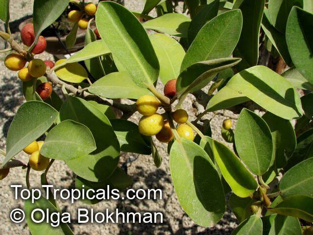 Ficus obliqua Ficus obliqua Queensland Smallleaved Fig TopTropicalscom