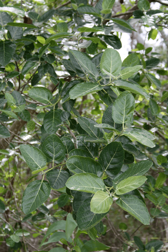 Ficus opposita Ficus opposita Archives The Figs of Australia