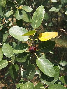 Ficus opposita httpsuploadwikimediaorgwikipediacommonsthu