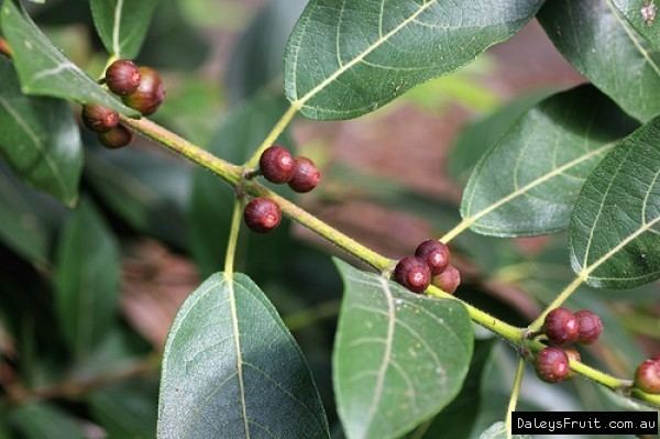 Ficus opposita Sandpaper fig Birds Eye Tree Ficus opposita