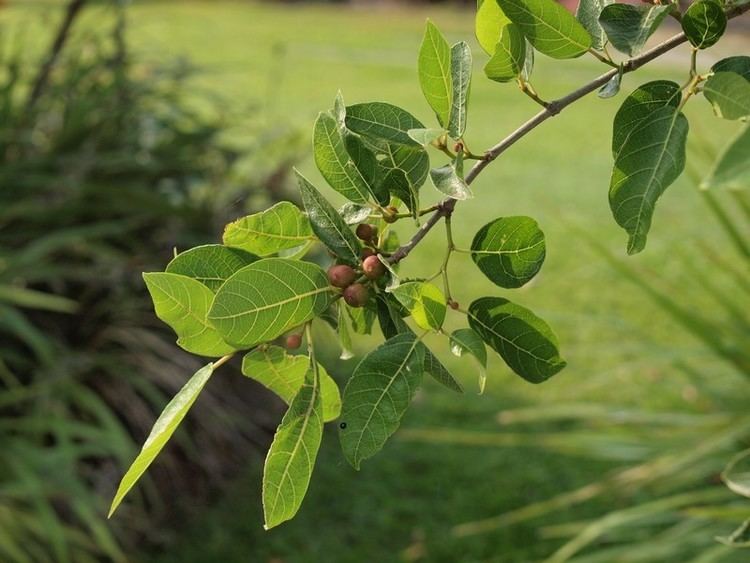 Ficus opposita FicusoppositaLeavesandFruitCP800x600jpg