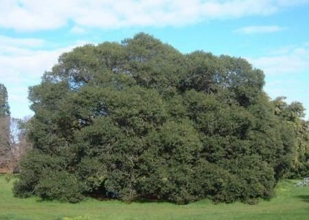 Ficus platypoda Ficus platypoda Metropolitan Trees