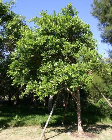 Ficus platypoda Ficus platypoda Care Transplanters Sunshine Coast Brisbane South