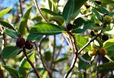 Ficus platypoda Ficus platypoda Rock Fig Society for Kimberley Indigenous Plants