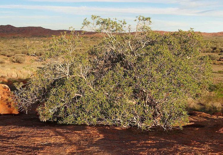 Ficus platypoda Ficus platypoda Wikipedia