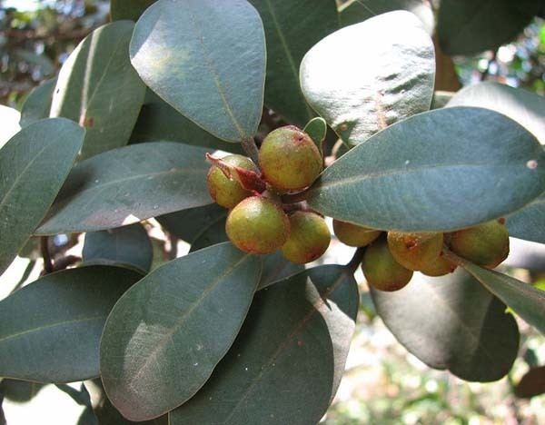 Ficus platypoda Ficus platypoda Desert Fig