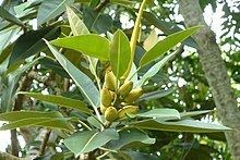 Ficus pleurocarpa httpsuploadwikimediaorgwikipediacommonsthu