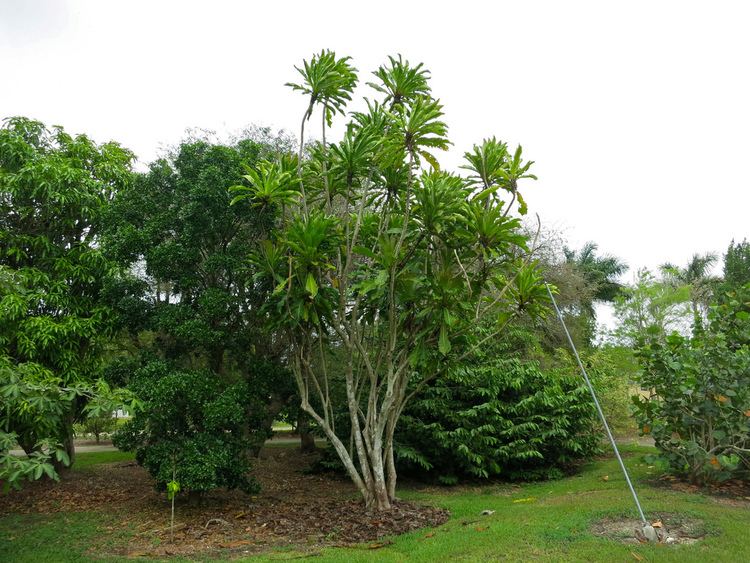 Ficus pseudopalma Ficus pseudopalma I love these cool trees They are defini Flickr