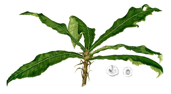 Ficus pseudopalma Niyogniyogan ficus pseudopalma Herbal Medicinal Therapy