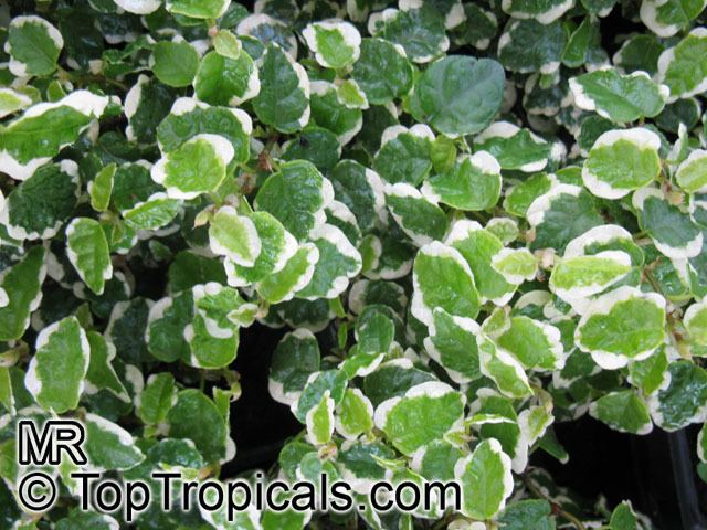 Ficus pumila Ficus pumila Ficus repens Climbing Fig Creeping Fig