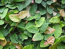 Ficus pumila httpsuploadwikimediaorgwikipediacommonsthu