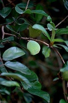 Ficus pumila var. awkeotsang httpsuploadwikimediaorgwikipediacommonsthu