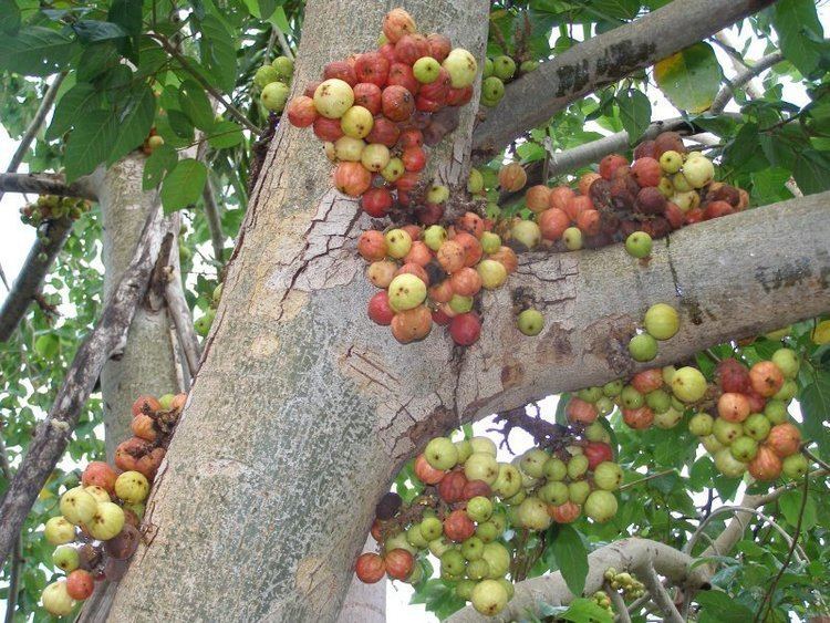 Ficus racemosa wwwfigweborgFicusSubgenusSycomorusSectionSy