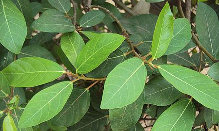 Ficus racemosa Ficus racemosa Wikipedia