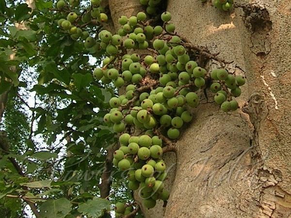 Ficus racemosa Ficus racemosa Goolar