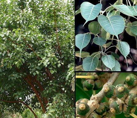 Ficus religiosa Interhomeopathy Ficus Religiosa as growth hormone