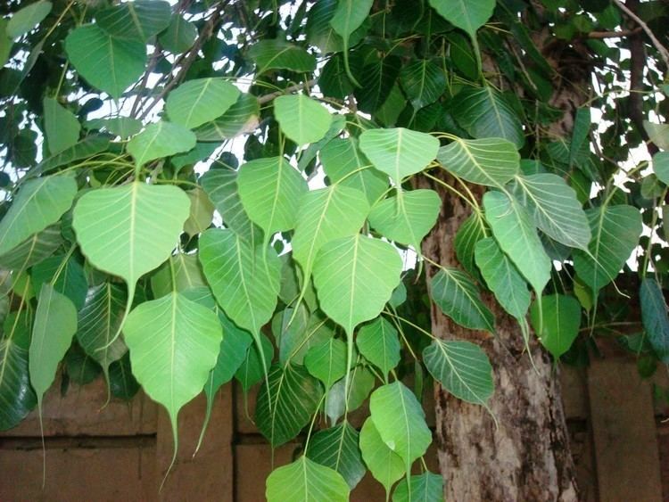Ficus religiosa Buy Ficus Religiosa Medicinal Plants Pack of 2 Peepal Plant