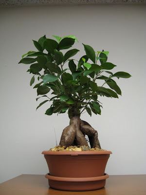 Ficus retusa lh6googlecomsmitjo01R40pyZWjZXIAAAAAAAAAZ0VW