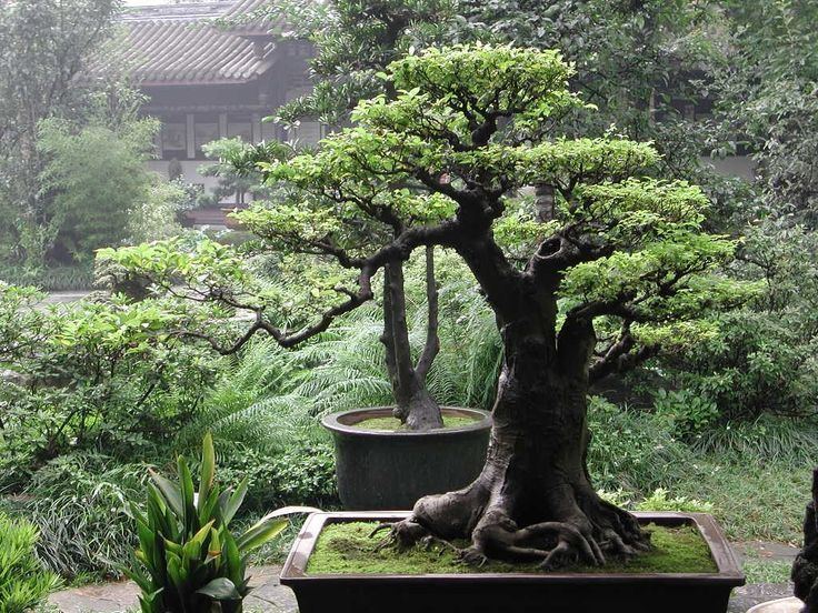 Ficus retusa 1000 images about bonsaificusretusa on Pinterest Bonsai trees