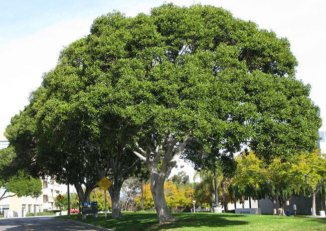 Ficus rubiginosa UFEI SelecTree A Tree Selection Guide