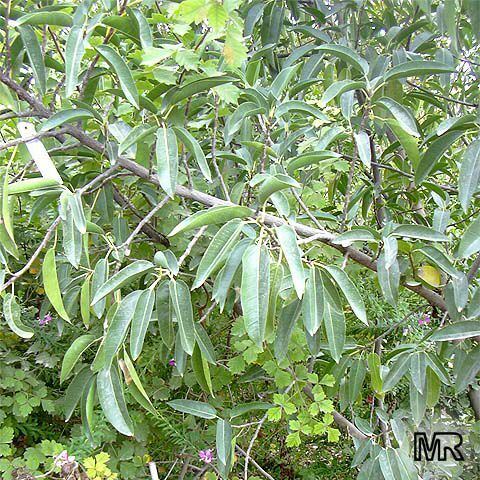 Ficus salicifolia Ficus cordata salicifolia Willowleafed fig TopTropicalscom