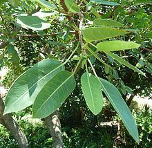 Ficus salicifolia httpsuploadwikimediaorgwikipediacommonsthu