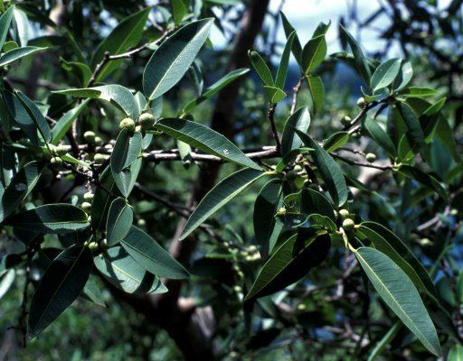 Ficus salicifolia Ficus salicifolia FigWeb